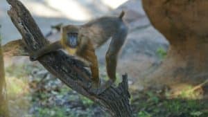 The Magic Of Disney’s Animal Kingdom – Episode 7 – Meet the Mandrills ...