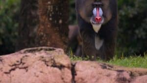 The Magic Of Disney’s Animal Kingdom – Episode 7 – Meet the Mandrills ...