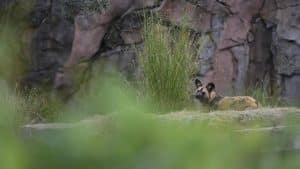 The Magic Of Disney’s Animal Kingdom – Episode 8 – Peri’s Prickly ...