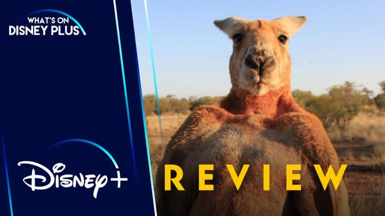 Kangaroo King Review – What's On Disney Plus