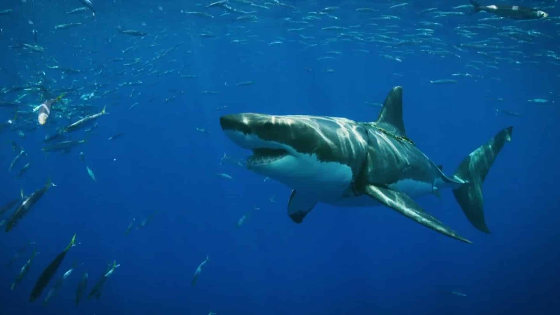 Que significa sonar con tiburones