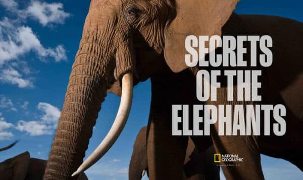 Secrets Of The Elephants” Clip Released – What's On Disney Plus