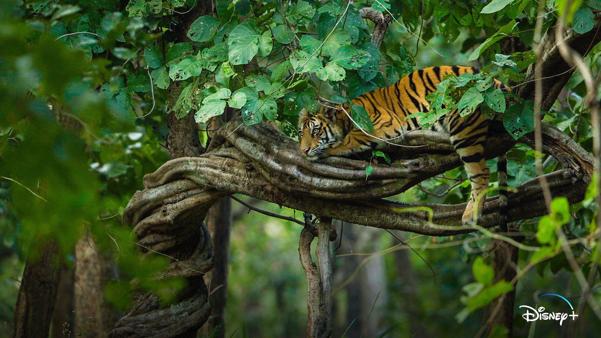 First Look At DisneyNature’s “Tiger” What's On Disney Plus