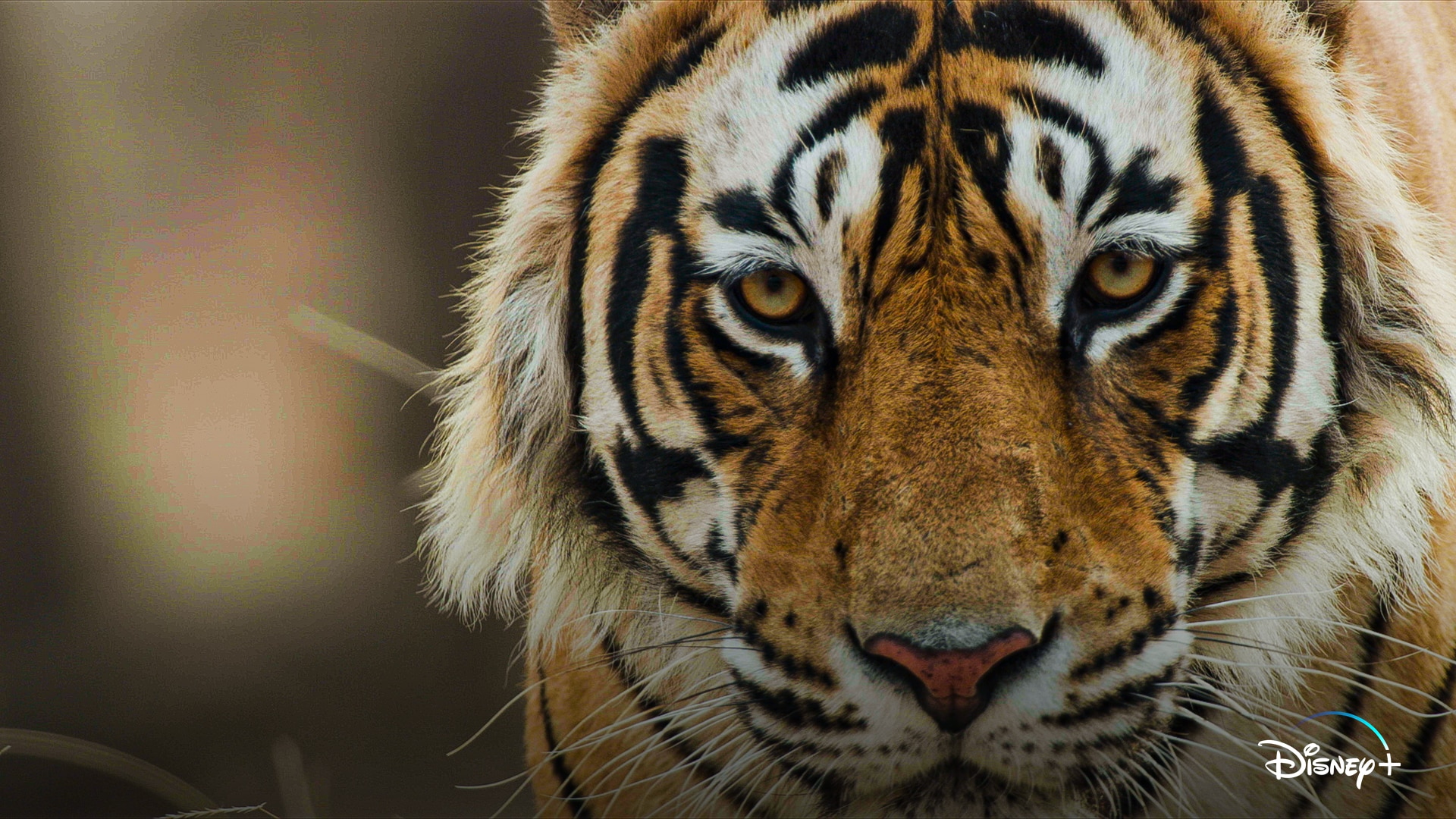 First Look At DisneyNature’s “Tiger” What's On Disney Plus