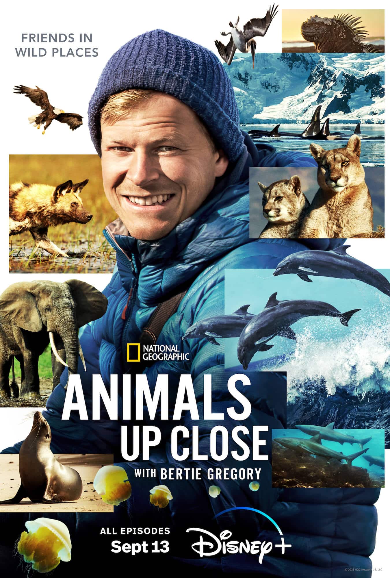 “Animals Up Close With Bertie Gregory” Coming Soon To Disney+ What's